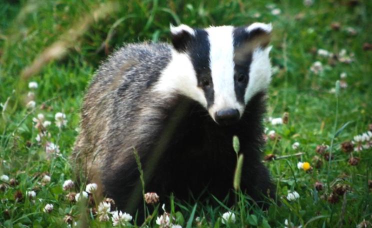 British badger - will the BVA's Animal Welfare Strategy provide any protection? Photo: Ian Usher via Flickr (CC BY-NC-SA).