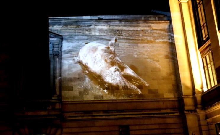 Oil-coated dolphin washed up on the Gulf coast following the Deepwater Horizon disaster, projected onto the walls of the Science Museum by 'BP or not BP'. Photo: BP or not BP.