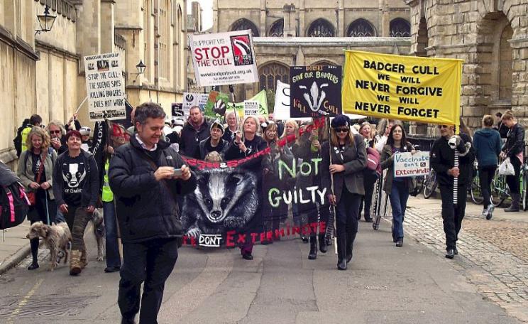 Anti badger cull demo in Oxford, 25th October 2014. Photo: Snapshooter46 via Flickr (CC BY-NC-SA).
