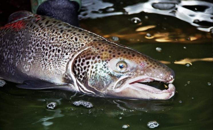 Male Atlantic salmon showing the kype (hook) in the lower jaw, used in battle with rival mates during the spawning season. Photo: E. Peter Steenstra / US Fish and Wildlife Service Northeast Region via Flickr (CC BY).