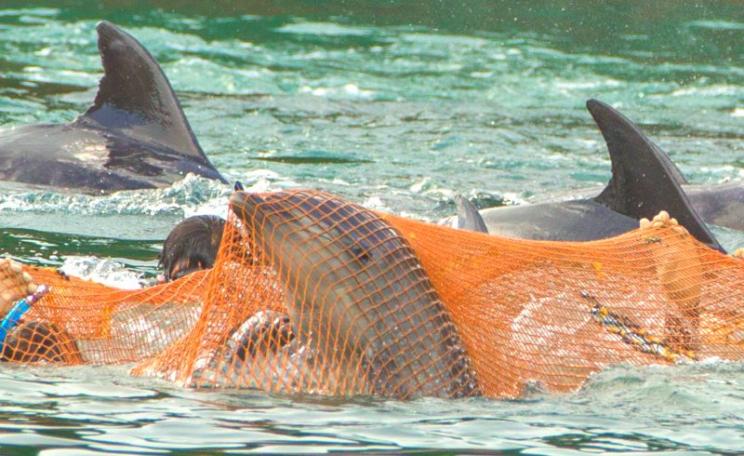 Bottlenose dolphins trapped by nets in the killing cove at Taiji, Japan. Photo: Dolphin Project.