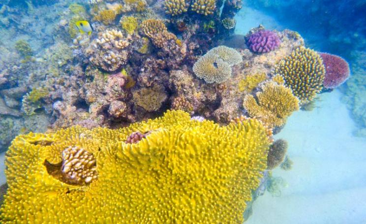 Great Barrier Reef, Queensland, Australia. Photo: Skip Nyegard via Fliuckr (CC BY-NC-SA).