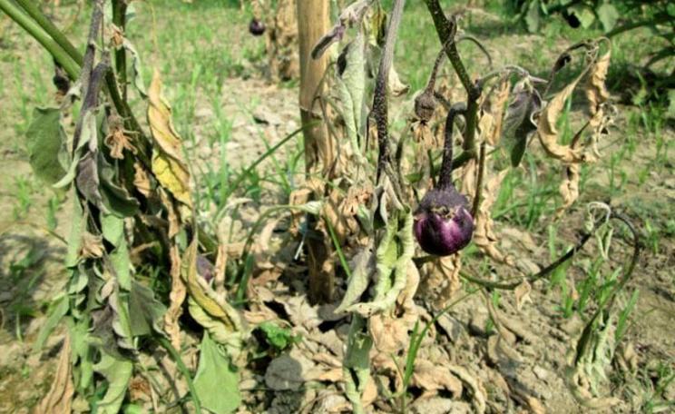 Failed Bt Brinjal crop in Bangladesh, afflicted by the bacterial wilt to which the variety is highly prone, resulting in near total crop loss for many farmers in 2015. Photo: UBINIG.