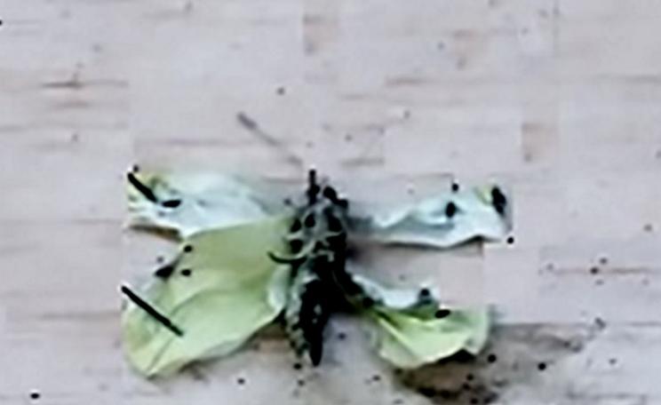 Cabbage white butterfly with deformed wings (pinned to an insect board) that was fed an experimental diet enriched with long chain omega-3 fatty acids, 48 hours after emergence. Photo: PLOS One.