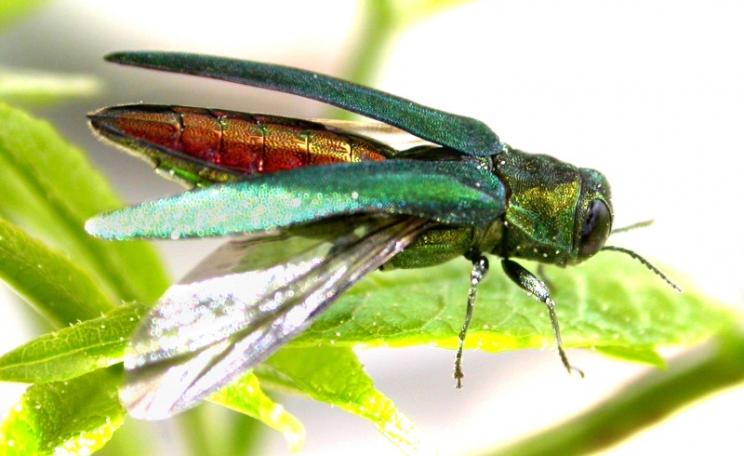 Emerald ash borer is a saproxylic beetle native to Asia which feeds on Ash. Photo: U.S. Department of Agriculture via Flickr (CC BY)