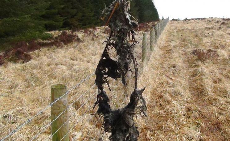 At the Cleggan Lodge Estate, 8th April 2016, a snare covered with hare fur. Photo: League Against Cruel Sports.
