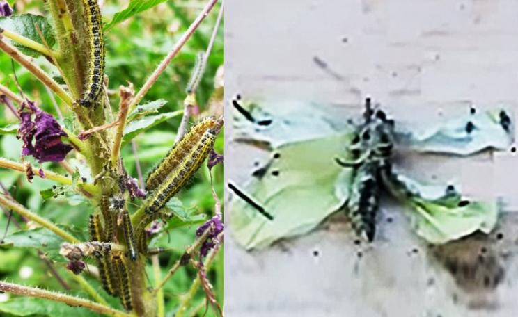Cabbage white butterflies eating the leaves, flowers and pods of a plant similar to Camelina, together with a deformed butterfly that been fed a diet rich in long chain n-3 fatty acids. Compound image by GMWatch & edited by The Ecologist.