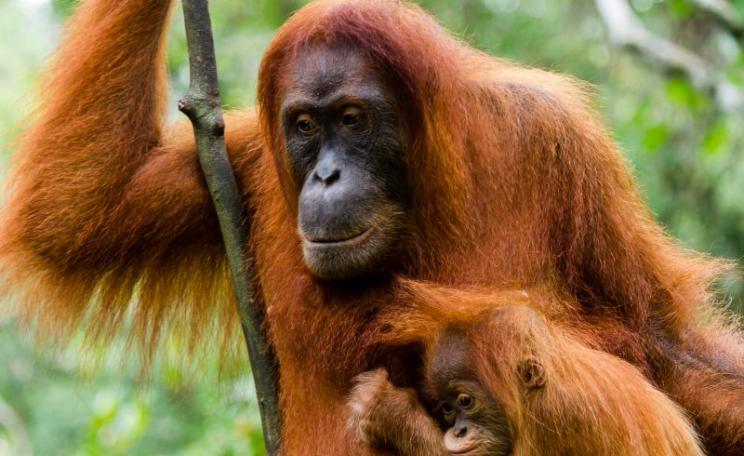 Sumatran orangutans have lost huge areas of forest habitat to logging, burning and palm oil plantations. Photo: Richard Whitcombe.