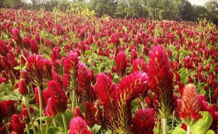 Red clover cover crop at Sandy Lane Farm, Oxfordshire: it may not be high-tech, but that's not to say it's anti-science! Photo: Sandy Lane Farm via Facebook.