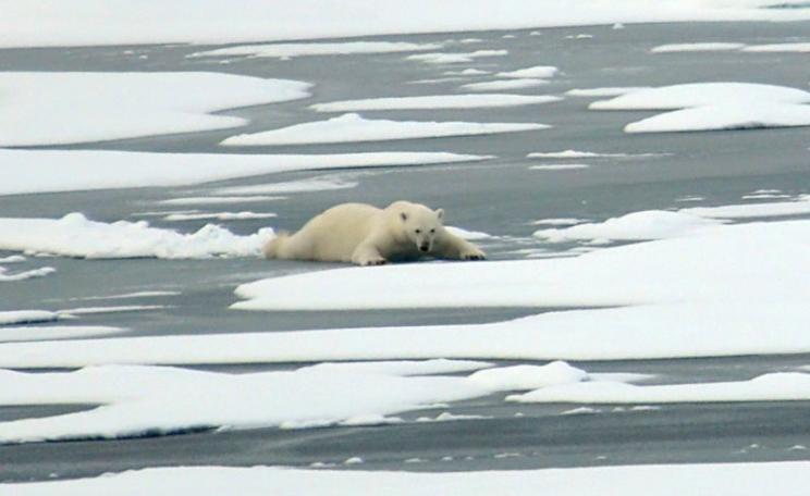 Last month's record low sea ice in the Arctic is bad news for the global climate, and for the polar bears who depend on the ice for their hunting. Photo: Patrick Kelley / US Coast Guard via Flickr (Public Domain).