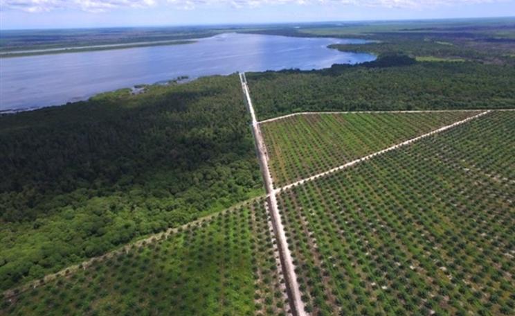 Drone footage documents a primary drainage canal cutting through an identified 'No Go' area of buffer forest in an IOI oil palm concession in Ketapang, West Kalimantan. Photo: Bjorn Vaugn / Greenpeace.