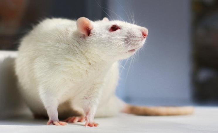 Are we the real lab rats? If glyphosate herbicides can mess up rats uterine development, what's it doing to humans? Photo: Tatiana Bulyonkova via Flickr (CC BY-NC-SA).