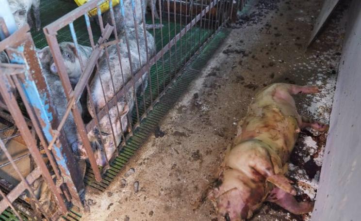 Inside the pig farm. Photo: Farms Not Factories.