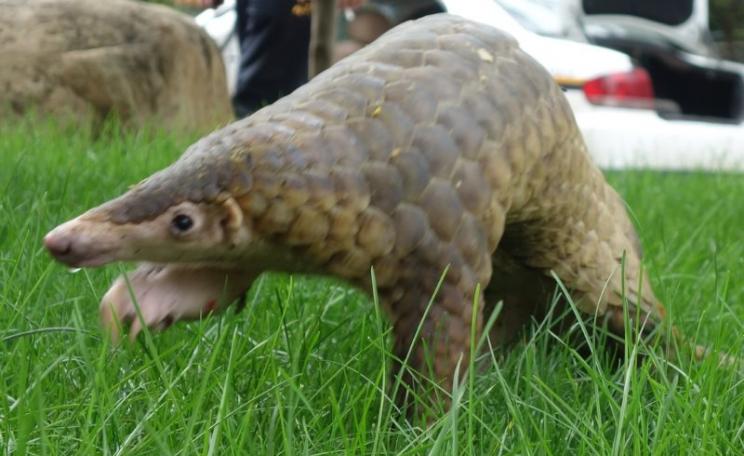 Malayan pangolins (M. javanica) are protected in the spirit of China's wildlife laws - but not in their letters. Photo: Zhaomin Zhou, Author provided.