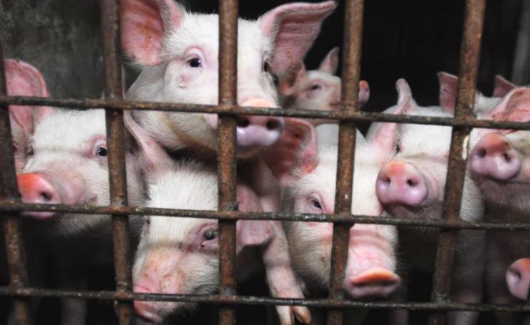 Piglets living in cruel and unhygienic conditions on a factory farm somewhere in the UK Photo: FarmsNotFactories.