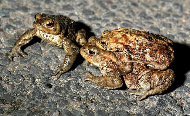 A Common toad colony migrating across a road near Ipswich. "We patrol the crossing, and collect and move them to their breeding ponds. This is a male in amplexus with a female, and another male alongside." Photo: Dave via Flickr (CC BY-NC-SA).