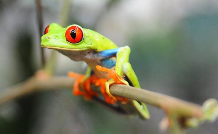 Amphibians are going extinct about 100 times faster than in the past. Rainforest tree frog, Costa Rica. Photo: Casey Atchley via Flickr (CC BY-ND).
