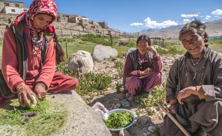 Woman preparing herbs for winter at Tso Moriri, Ladakh, India. Photo: sandeepachetan.com travel photography via Flickr (CC BY-NC-ND).