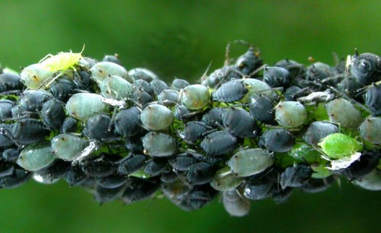 Gene drives could be used, for example, to attack fast-breeding pest species like aphids. But with what consequences on other species and wider ecosystems? Photo: Nigel Jones via Flickr (CC BY-NC-ND).