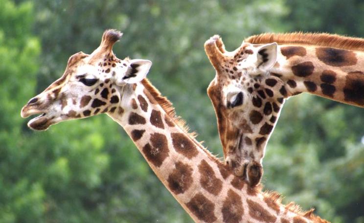 All four species of giraffe are now classified as 'Vulnerable'. Photo: Maarten Nijman via Flickr (CC BY-SA).