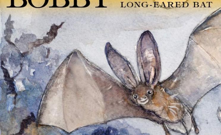 Bobby the Brown Long-Eared Bat. Image - from website: bobbythebrownlong-earedbat.co.uk.