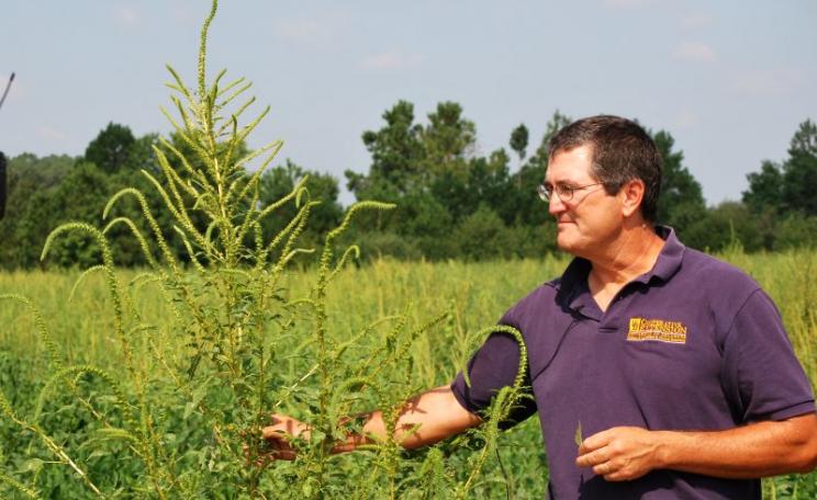 Mark VanGessel identifies Palmer Amaranth - now a superweed resistant to Roundup herbicides - in a field of soybeans. But how long before it also develops resistance to dicamba as well? Photo: University of Delaware Carvel REC via Flickr (CC BY).
