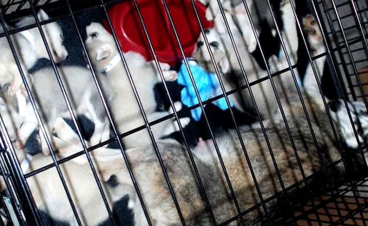 Cage in a 500-puppy puppy mill, raided by voluntary organisations on 8th July 2009. Photo: Josh Henderson via Flickr (CC BY-SA).