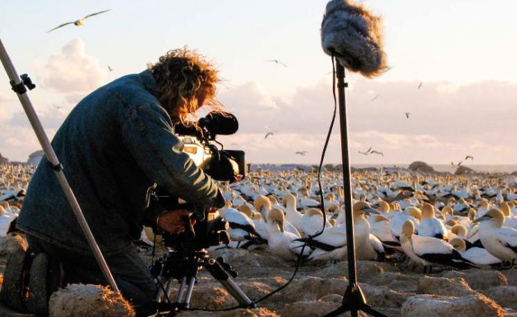 Don't forget the microphone! An Earth Touch cameraman braves the unpleasant odour of Malgas Island to get some awesome shots, and sounds, of cape gannets. Photo: Earth Touch via Flickr (CC BY-NC-SA).