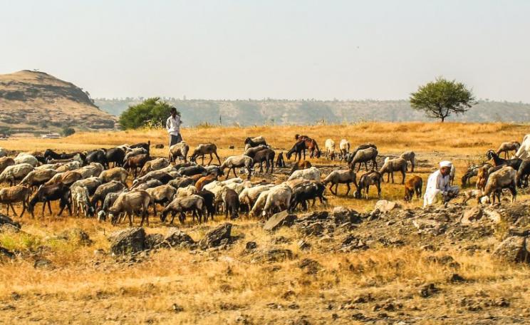 Cattle grazing in Maharashtra, India. With global warming, their forage will get tougher, and their methane emissions higher. Photo: Vijay Sonar via Flickr (CC BY).
