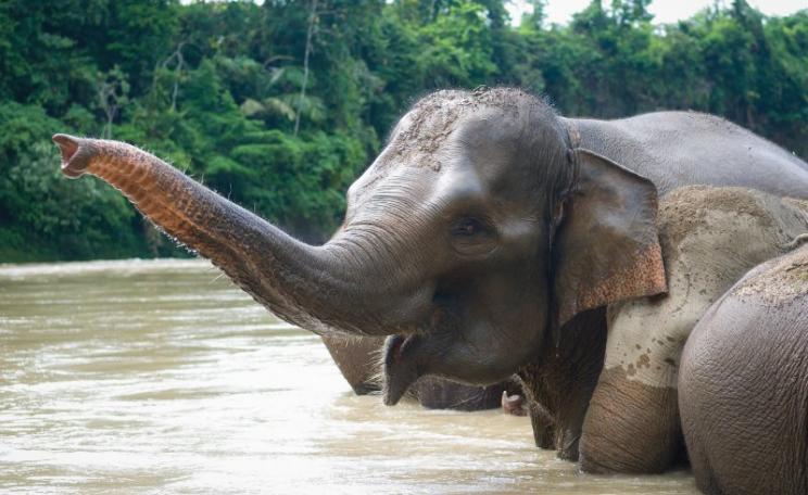 Sumatran elephant at Tangkahan, Sumatra, Indonesia. The species' native rainforest habit is fast giving way to thousands of square miles of palm oil plantation. Photo: Vincent Poulissen via Flickr (CC BY-SA).