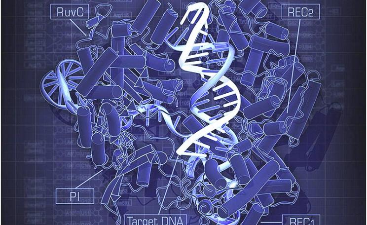 Does this look like genetic engineering to you? Crystal Structure of Cas9 in Complex with Guide RNA and Target DNA. By Hiroshi Nishimasu, F. Ann Ran, Patrick D. Hsu, Silvana Konermann, Soraya I. Shehata, Naoshi Dohmae, Ryuichiro Ishitani, Feng Zhang, and