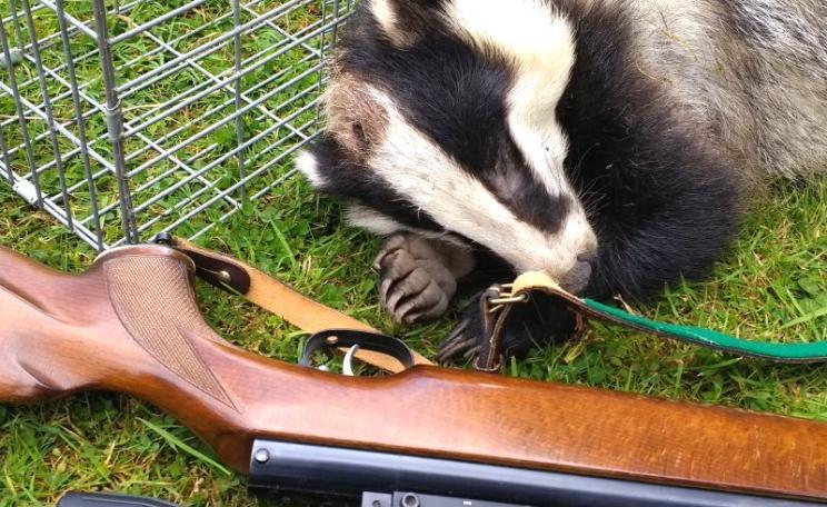 Another 100,000 English badgers could be shot because of fake science and faker statistics. Photo: Tom Langton. Note that no badgers died or suffered to produce this photograph!