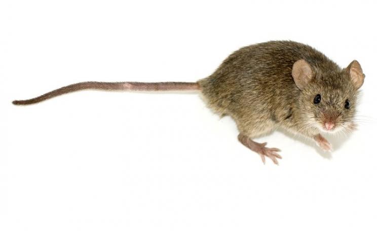 Were the mice in the 2001 Kumar study suffering from an oncogenic virus infection? There's no evidence that they were. Photo: Mouse (Mus musculus) by George Shuklin (talk) via Wikimedia Commons (CC BY-SA).