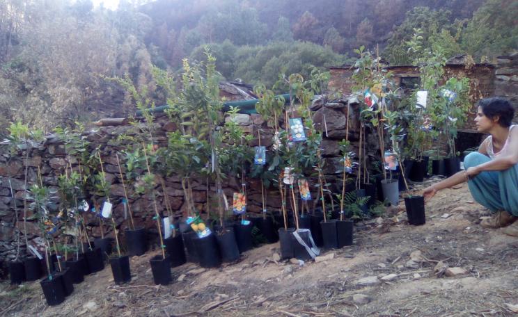Residents replanting burned areas with native trees: In the absence of sensible forestry policy or concrete government action after the fires, residents have taken matters into their own hands.(c) Rui Freitas