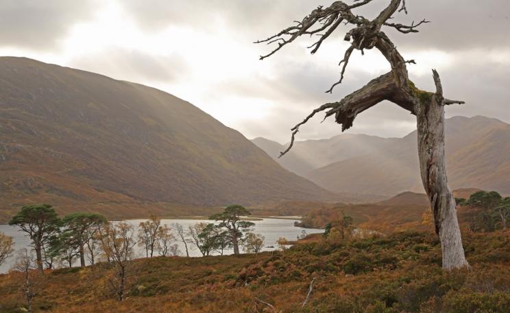 <p>There is both melancholy and beauty in this photograph of a dead Scots pine, or snag, silhouetted against shafts of sunlight over Gleann na Ciche and Loch Affric © Alan Watson Featherstone</p>