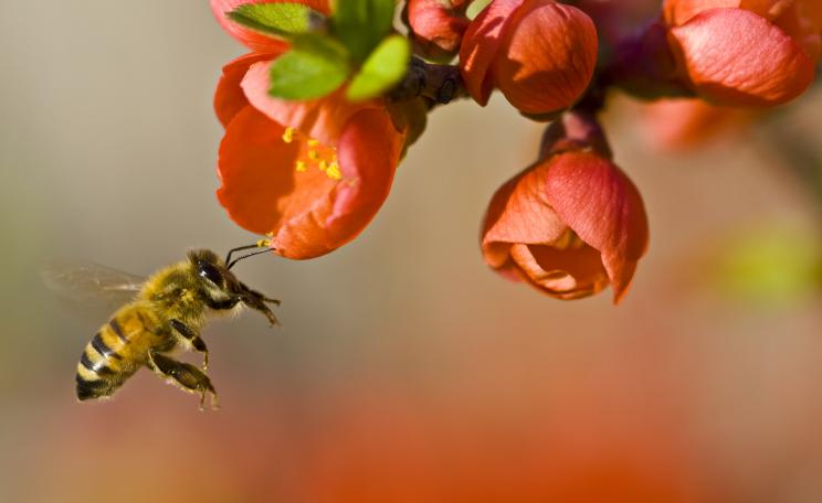 Certain pesticides have been found to kill or damage a wide range of pollinating insects, including honeybees. (c) Louise Docker