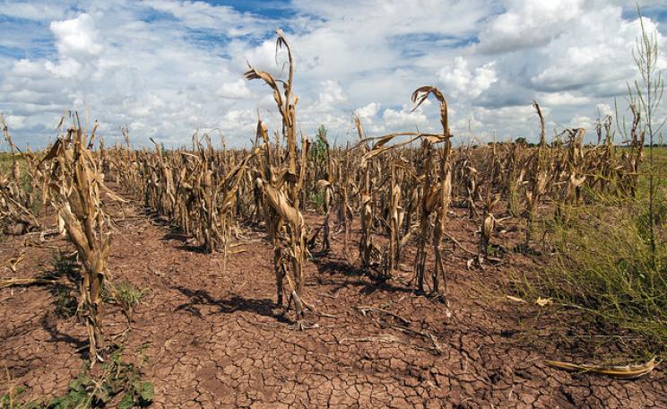 A corn crop withers away as drought hits. (c) Bob Nichols