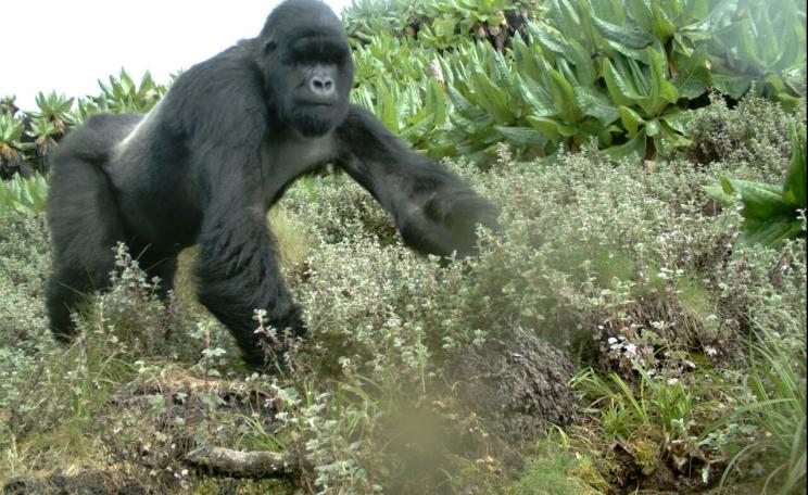 A critically endangered mountain gorilla captured by the Tropical Ecology Assessment and Monitoring (TEAM) Network (c) TEAM