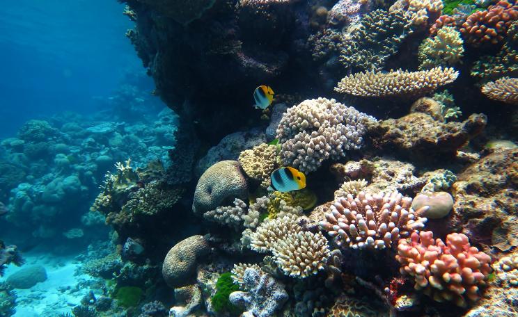 The Great Barrier Reef is the world's largest coral reef system stretching for over 2,300 kilometres