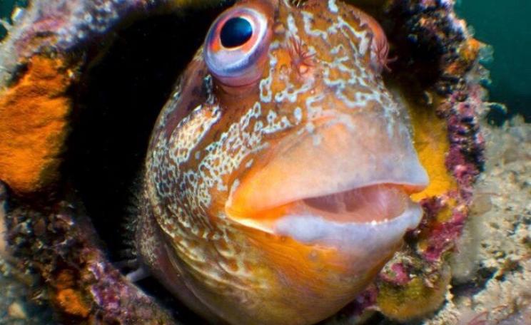 A Tompot Blenny. A new report by The Wildlife Trusts, ‘The way back to Living Seas’, is published today and will be presented to the Parliamentary Under Secretary of State, Dr Thérèse Coffey MP.