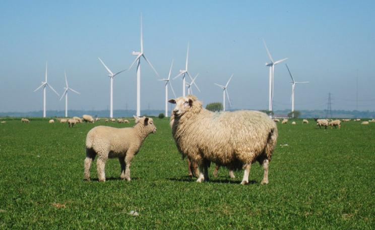 A sheep and lamb stand in front of Little Cheyne Court wind farm in Essex.