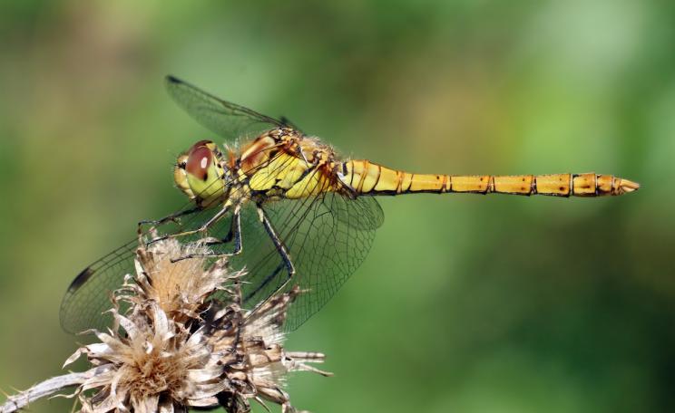 Scientists are debating declines in flying insects (c) Charlesjsharp