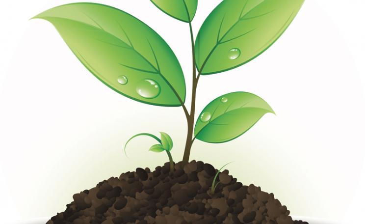 plant and soil