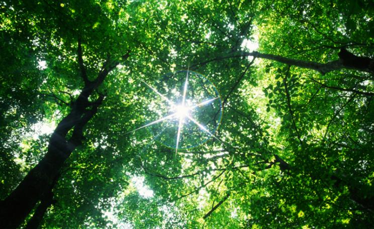 Sunlight pierces through a dense green canopy