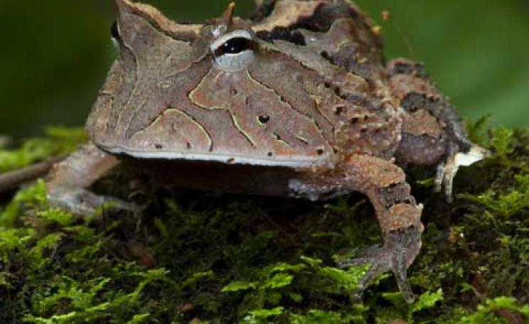 An Amazon horned frog in Cristalino State Park, Brazil.  © Daniel Beltra, courtesy of The Prince's Rainforests Project and Sony
