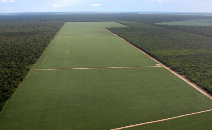 Soya fields cut through rainforest