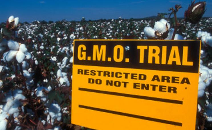 Trials of GM cotton in the USA