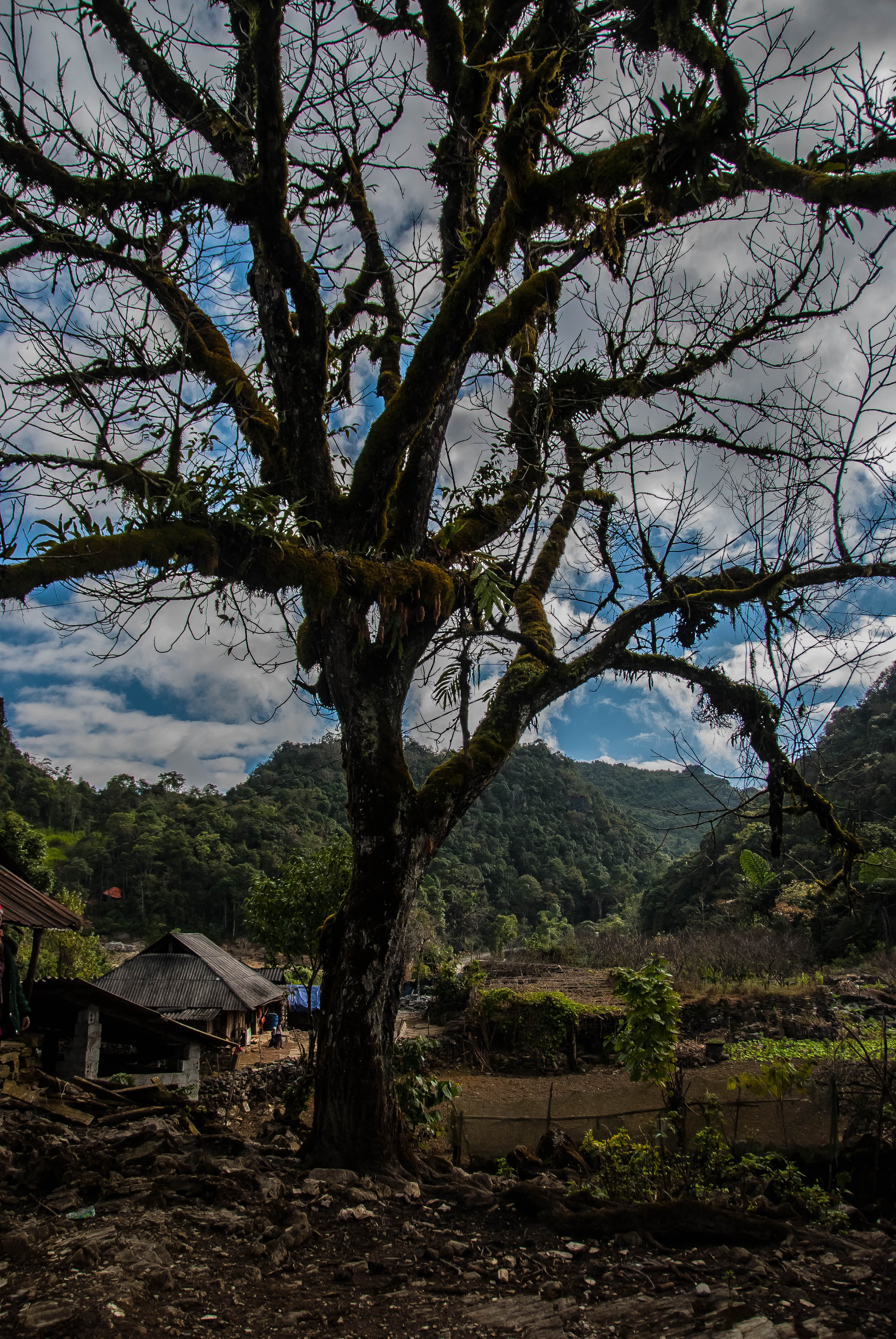Walnut tree elder
