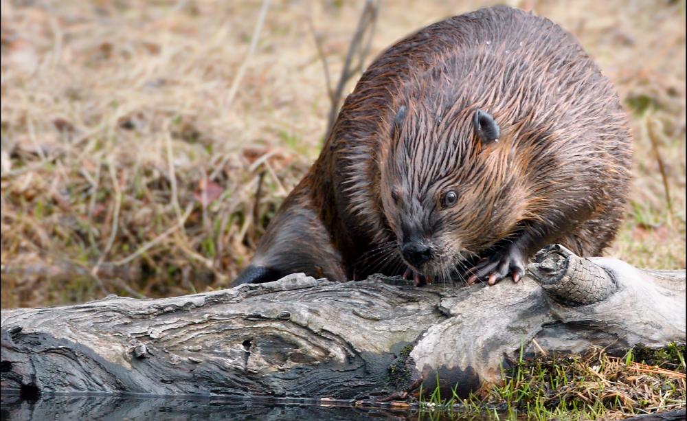 Beaver by a riverbank