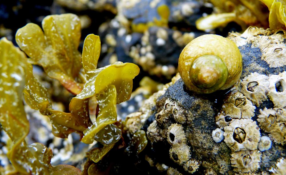 Kelp and a sea snail